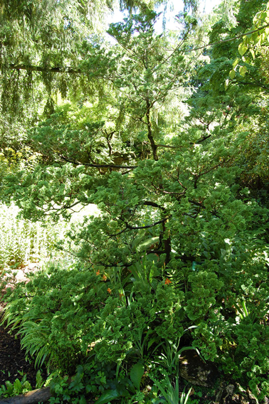 Cyprès du Japon 'Compacta'