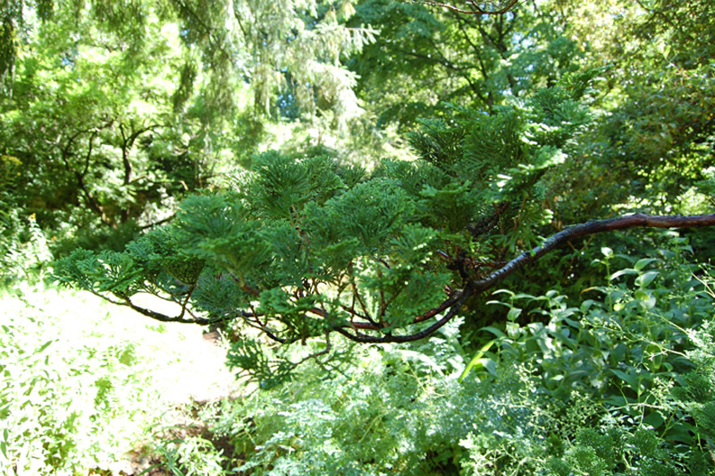 Cyprès du Japon 'Compacta'