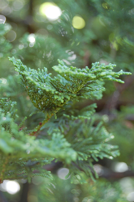 Cyprès du Japon 'Compacta'