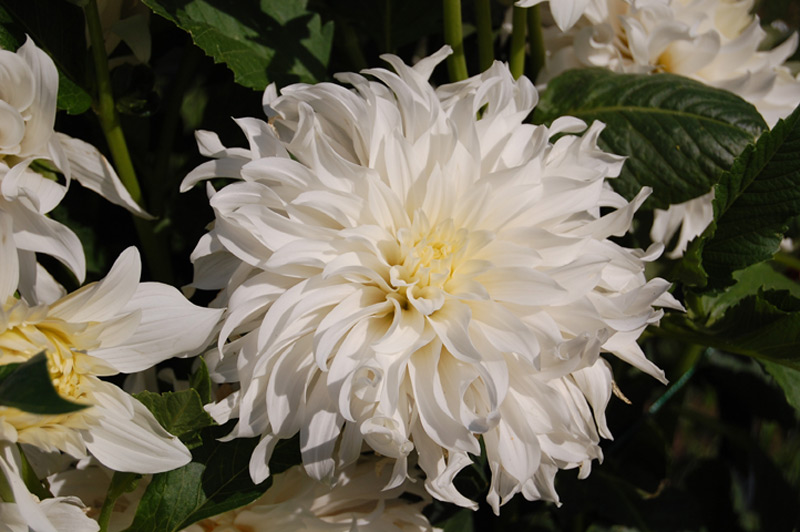 Dahlia décoratif "Albion"