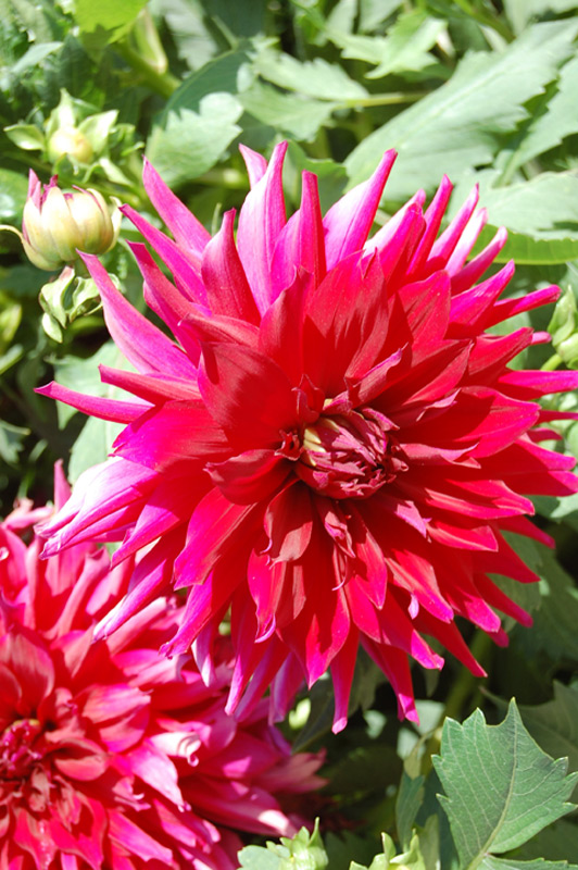 Dahlia décoratif "Aramis"