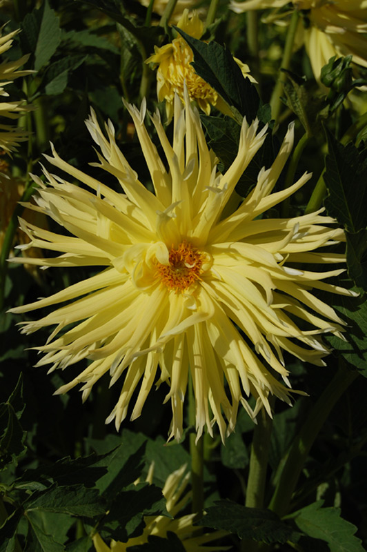 Dahlia Groupe Cactus Dentelle « Chabada »