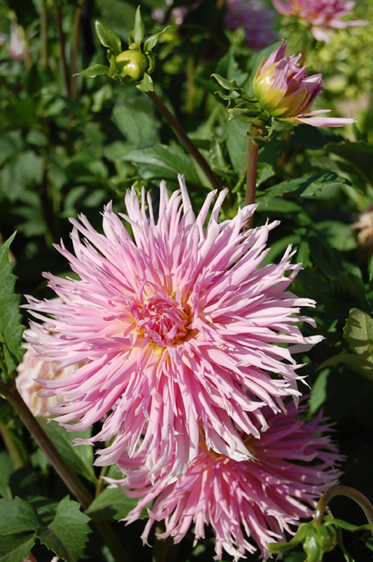 Dahlia Groupe Cactus Dentelle "Eurydice"