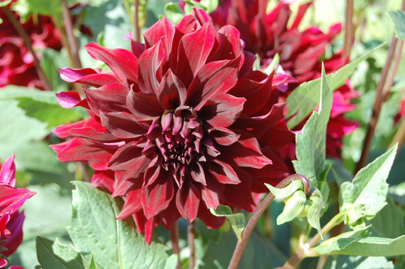 Dahlia Groupe Cactus "Prince Noir"