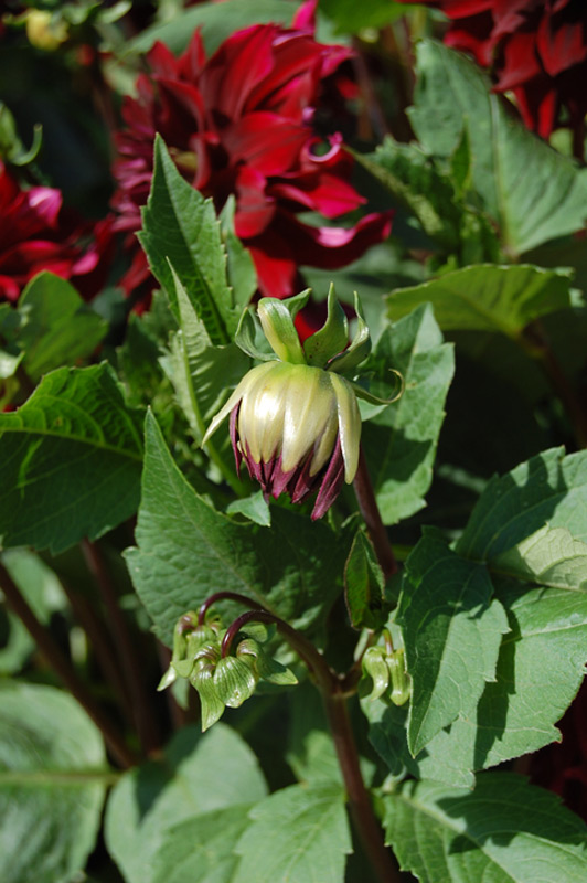 Dahlia Groupe Cactus "Prince Noir"