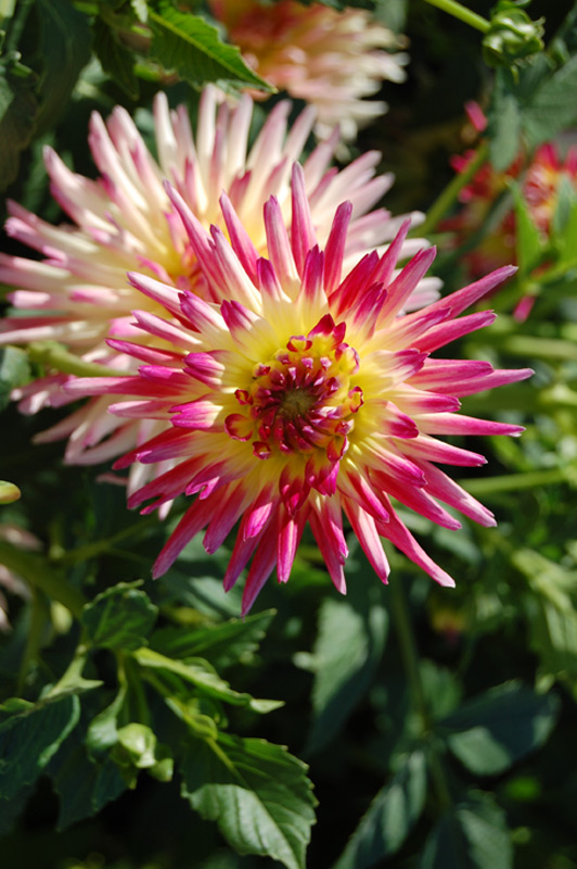 Dahlia Groupe Cactus "Sucre d’Orge"
