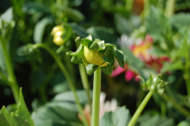 Dahlia Groupe Cactus "Sucre d’Orge"