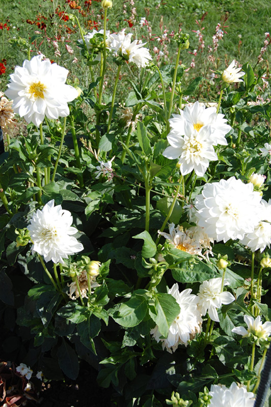 Dahlia Groupe Cactus "Tempête de Neige"