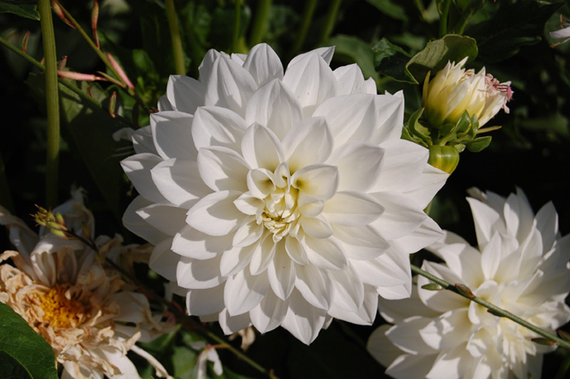 Dahlia Groupe Cactus "Tempête de Neige"