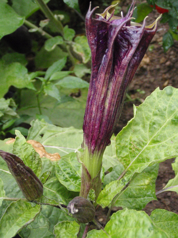 Datura métel