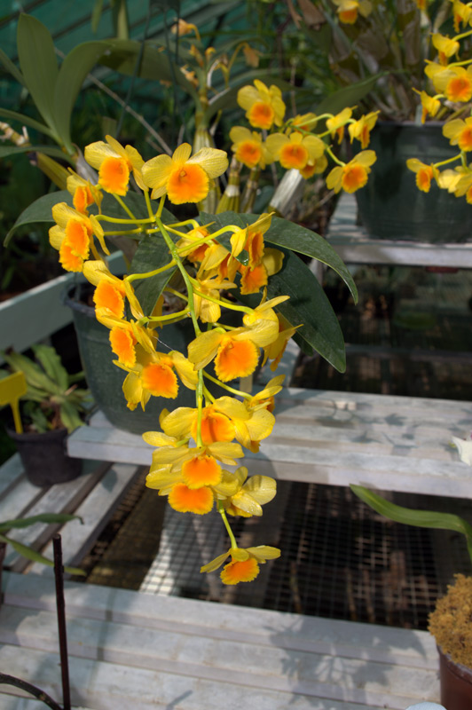 Dendrobium chrysotoxum