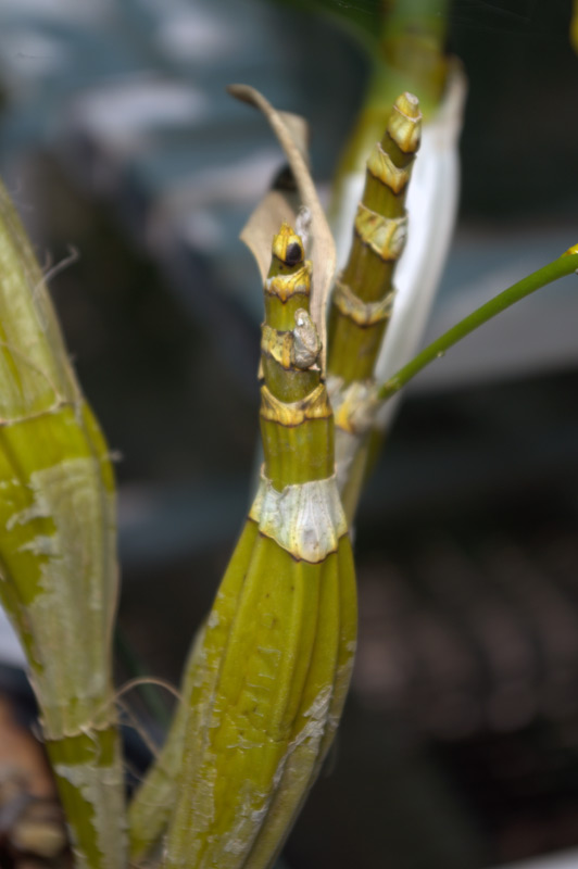 Dendrobium chrysotoxum
