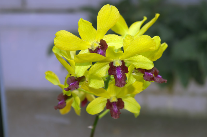 Dendrobium 'Anna Green'