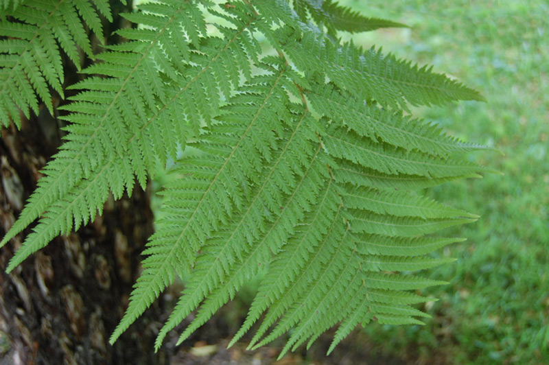 Dicksonia antarctica, Fougère arborescente