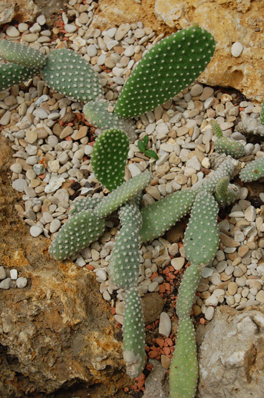 Cactus « oreilles de lapin »