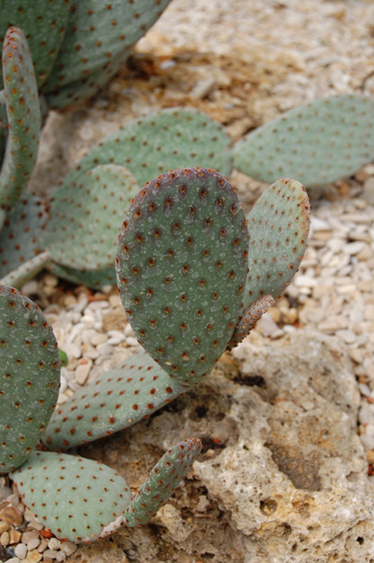 Cactus de Beavertail