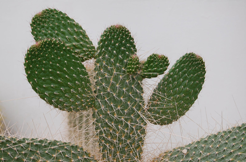 Cactus moniliforme