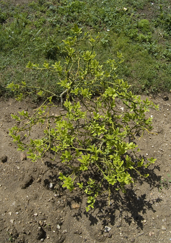 Citronnier épineux, Oranger trifolié