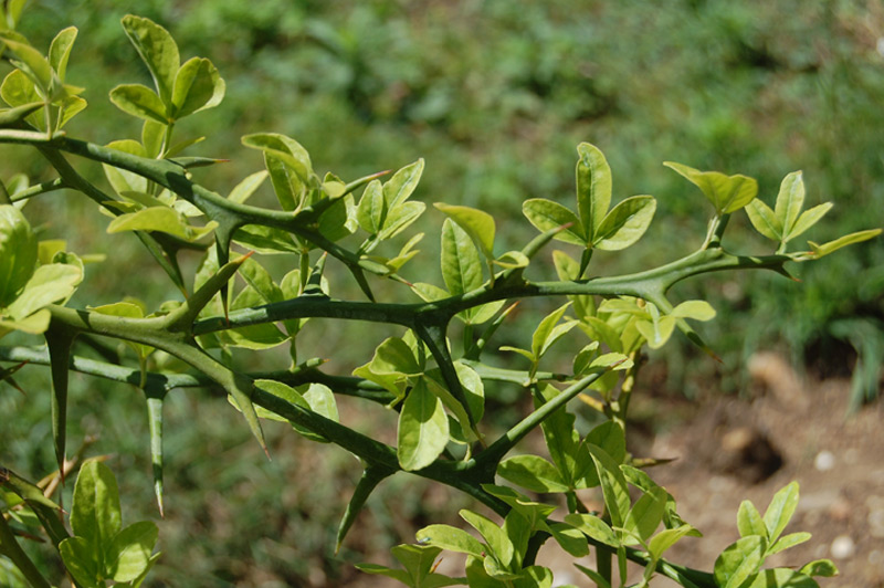 Citronnier épineux, Oranger trifolié