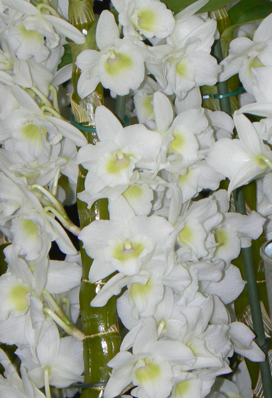 Dendrobium Sea Mary