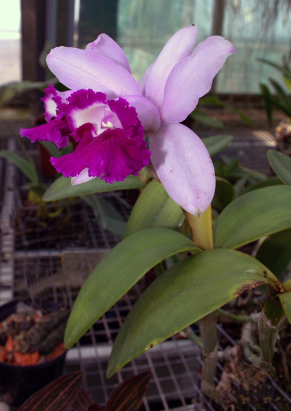 Cattleya intermedia var orlata
