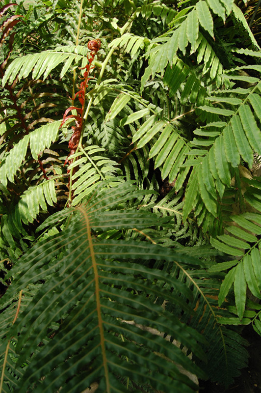 Fougère arborescente