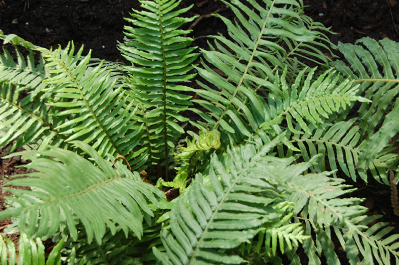 Fougère arborescente