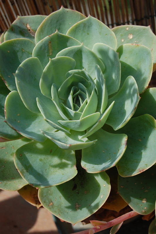 Echeveria elegans