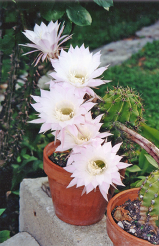 Echinopsis "Attila"