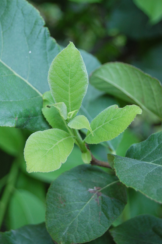 Ehretia à grandes feuilles