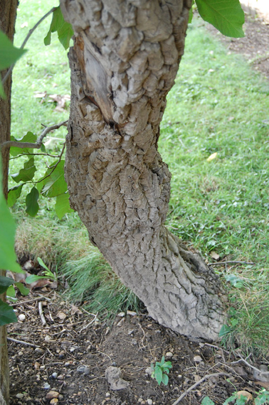 Ehretia à grandes feuilles