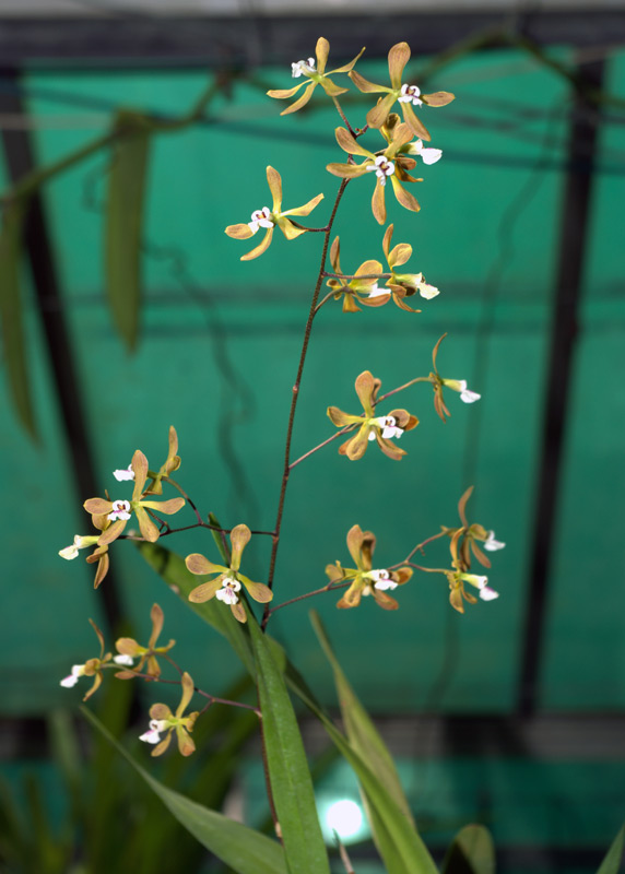 Encyclia belizensis