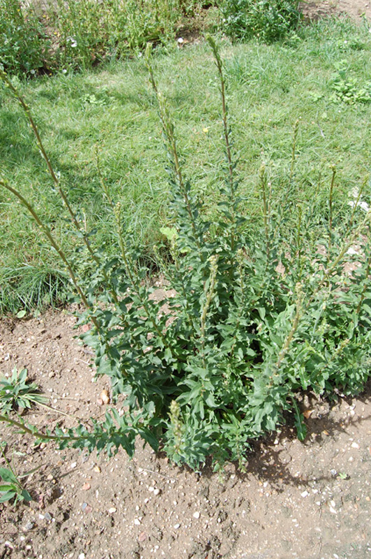 Epervière de Savoie