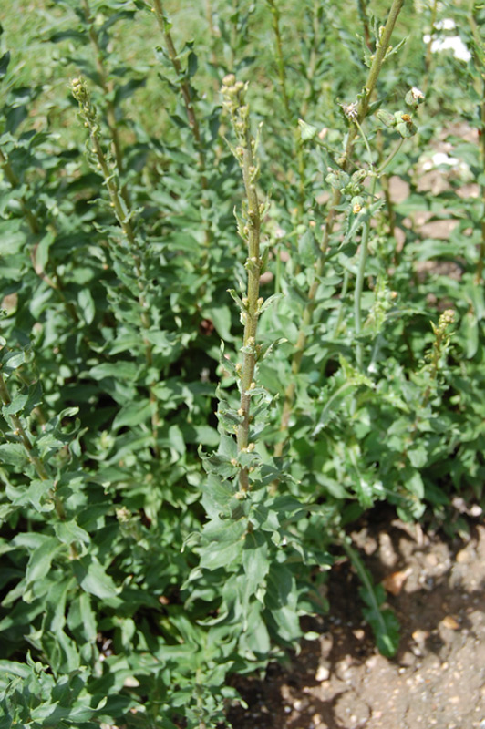 Epervière de Savoie