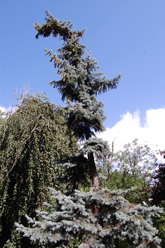 Epicéa bleu, Epinette bleue, Sapin du Colorado