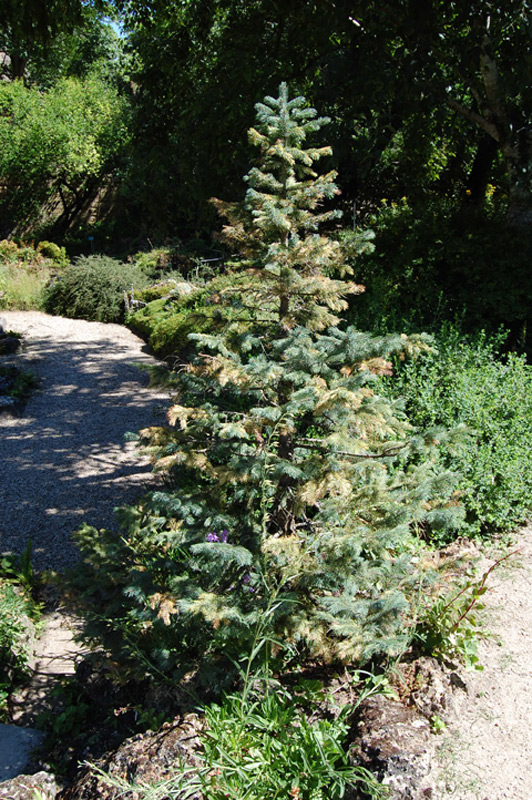 Epinette d’Engelmann, Epicéa d’Engelmann