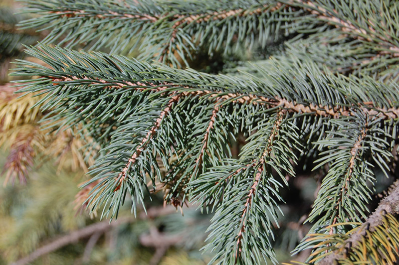 Epinette d’Engelmann, Epicéa d’Engelmann