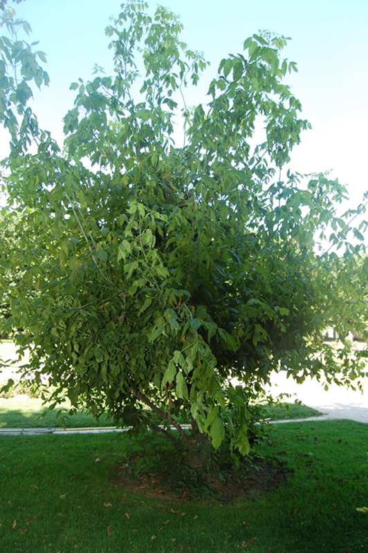 Erable Negundo panaché