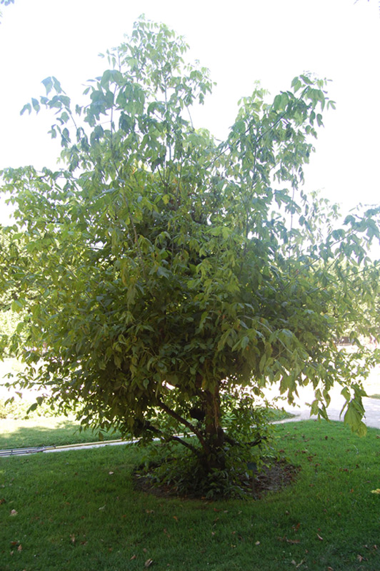 Erable Negundo panaché