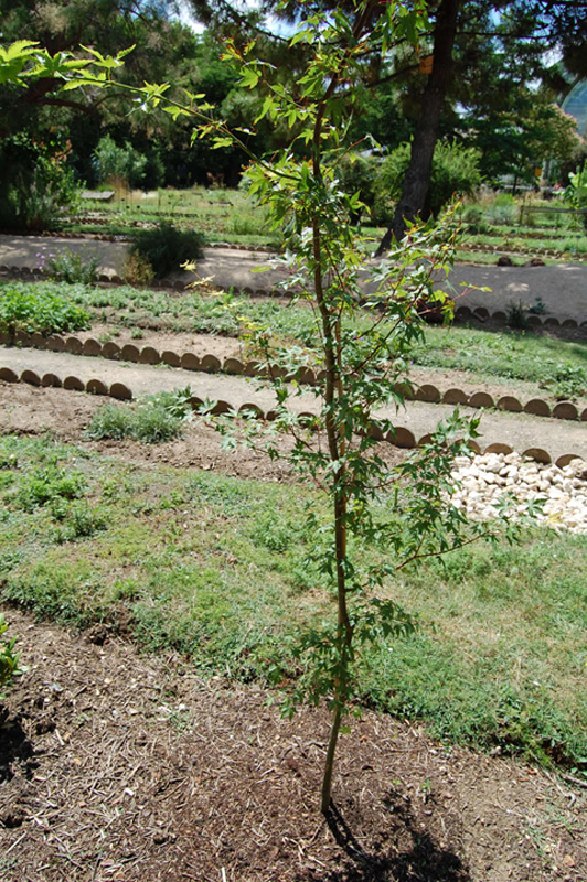 Erable palmé, Erable du Japon
