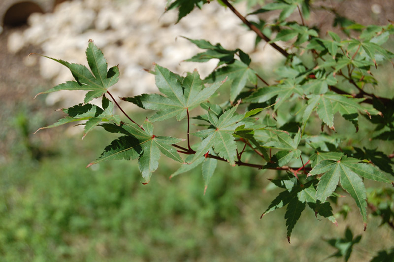 Erable palmé, Erable du Japon