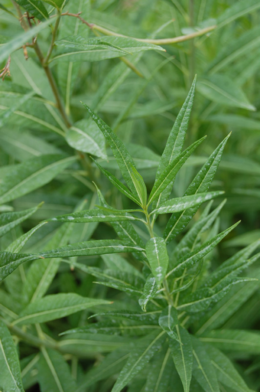 Etoile bleue, Amsonie bleue