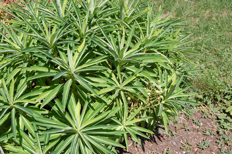 Euphorbe mellifère