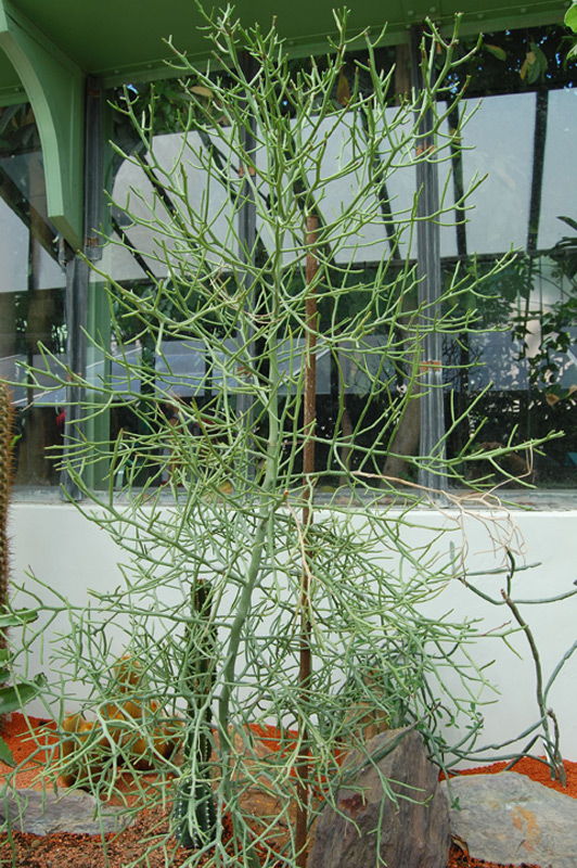 Euphorbe antisyphilitica