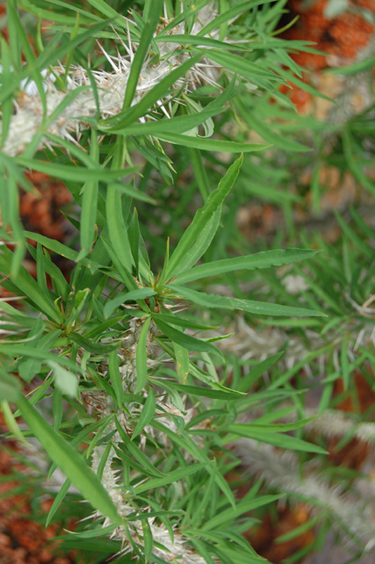 Euphorbia genoudiana