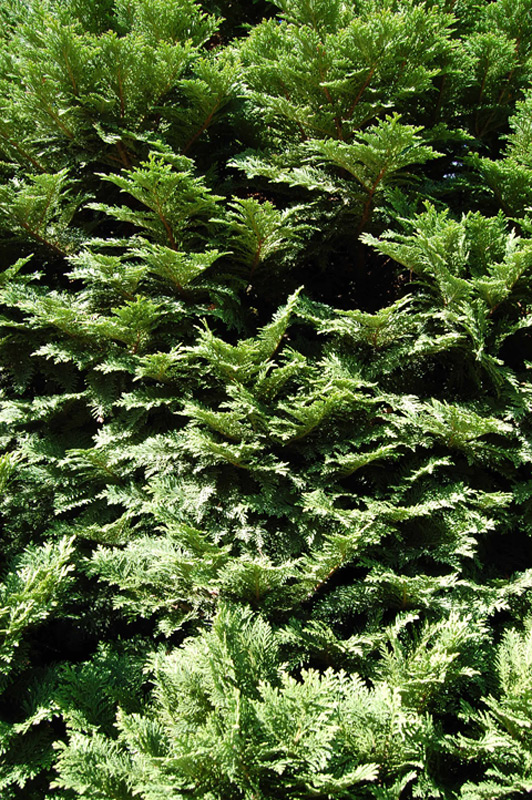 Faux cyprès de Lawson nain 'Nana'