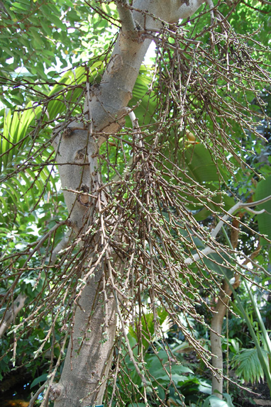 Figuier capensis, Figuier des Banayans