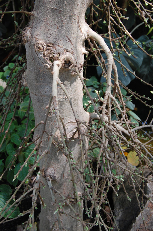 Figuier capensis, Figuier des Banayans