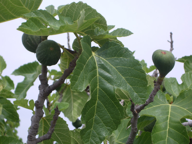 Figuier commun, Caprifiguier