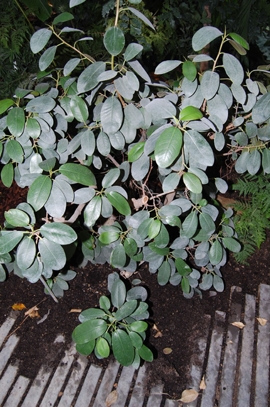 Figuier de Port Jackson, Figuier rouillé